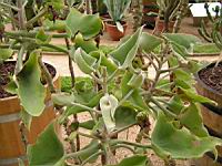 Kalanchoe Beharensis (fam Crassulacees) (Madagascar) (02) (Photo F. Mrugala)